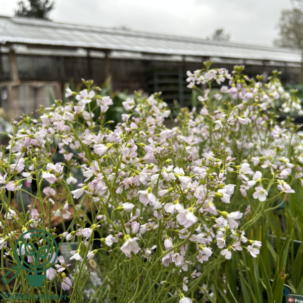 Cardamine pratensis, Engkarse