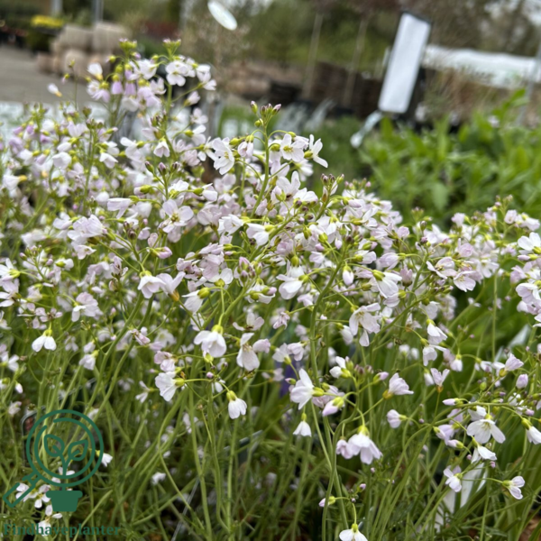Cardamine pratensis, Engkarse