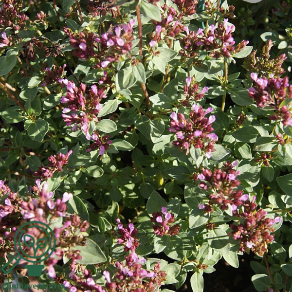 Origanum laevigatum 'Herrenhausen', Oregano