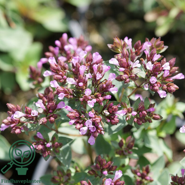 Origanum laevigatum 'Herrenhausen', Oregano