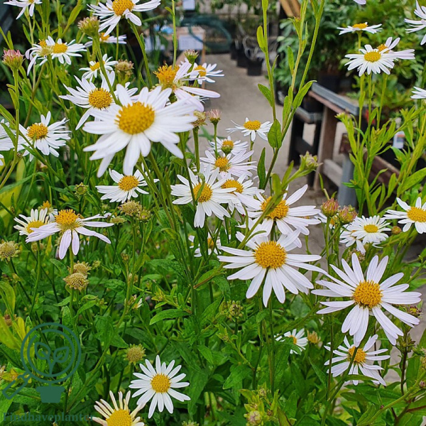 Kalimeris incisa 'Alba' Japansk Asters