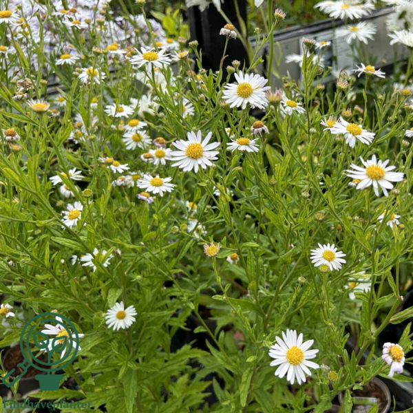 Kalimeris incisa 'Alba' Japansk Asters