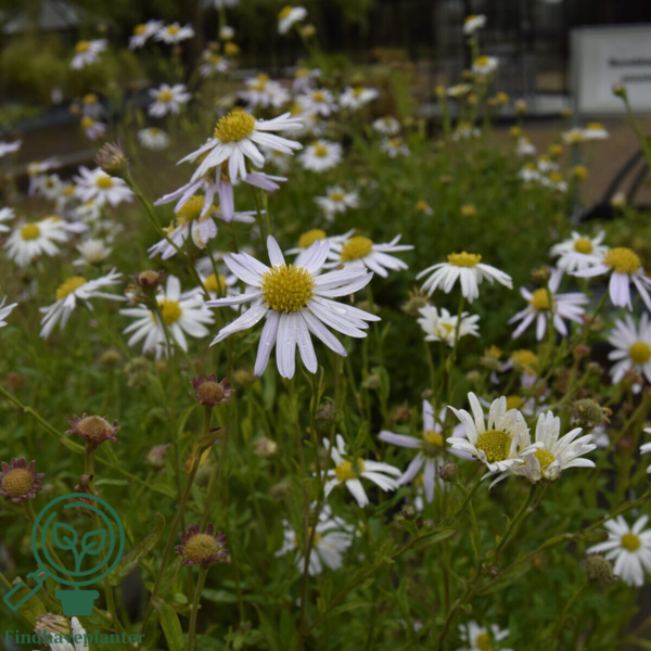Kalimeris incisa 'Alba' Japansk Asters