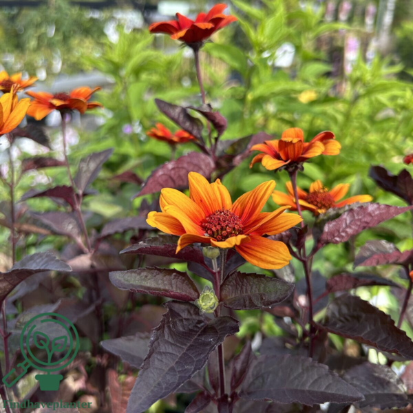 Heliopsis helianthoides 'Bleeding Hearts', Dagøje