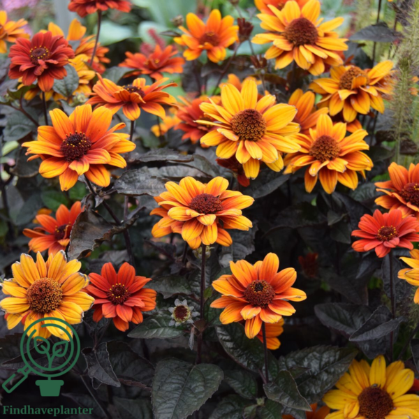 Heliopsis helianthoides 'Bleeding Hearts', Dagøje
