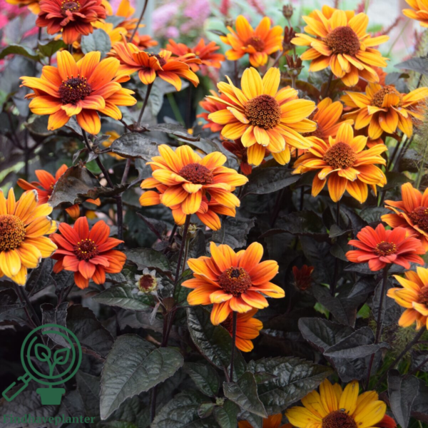 Heliopsis helianthoides 'Bleeding Hearts', Dagøje