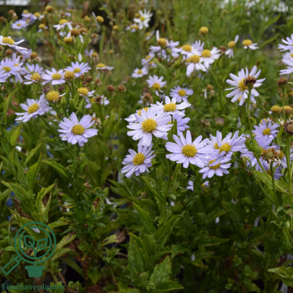 Kalimeris incisa 'Blue Star', Japansk Asters