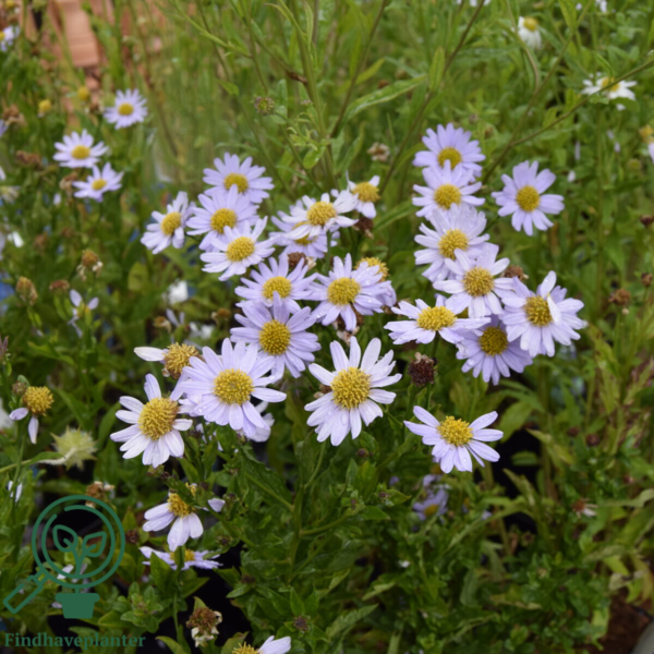 Kalimeris incisa 'Blue Star', Japansk Asters