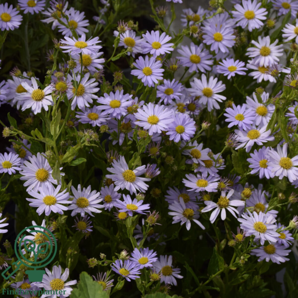 Kalimeris incisa 'Blue Star', Japansk Asters