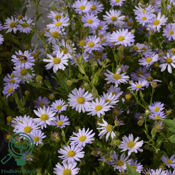 Kalimeris incisa 'Blue Star', Japansk Asters
