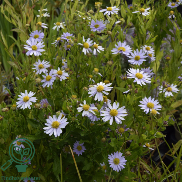 Kalimeris incisa 'Blue Star', Japansk Asters
