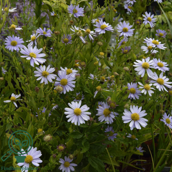 Kalimeris incisa 'Blue Star', Japansk Asters
