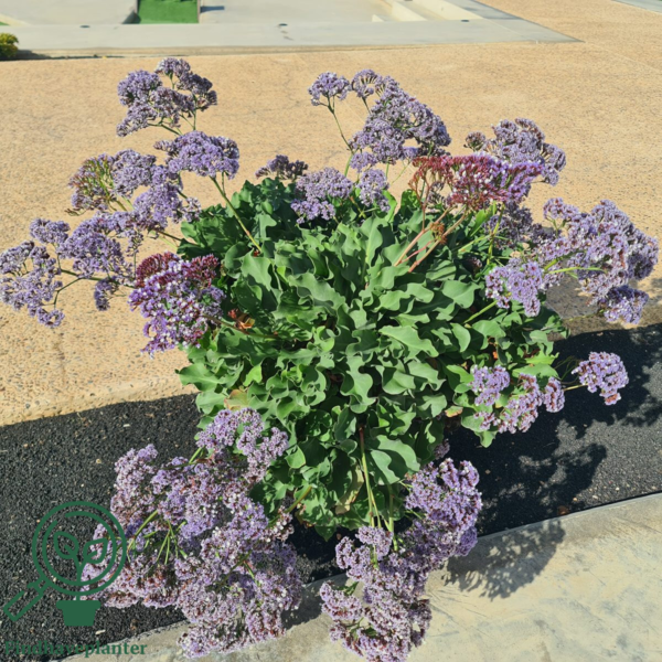 Limonium latifolium, Staude Statice