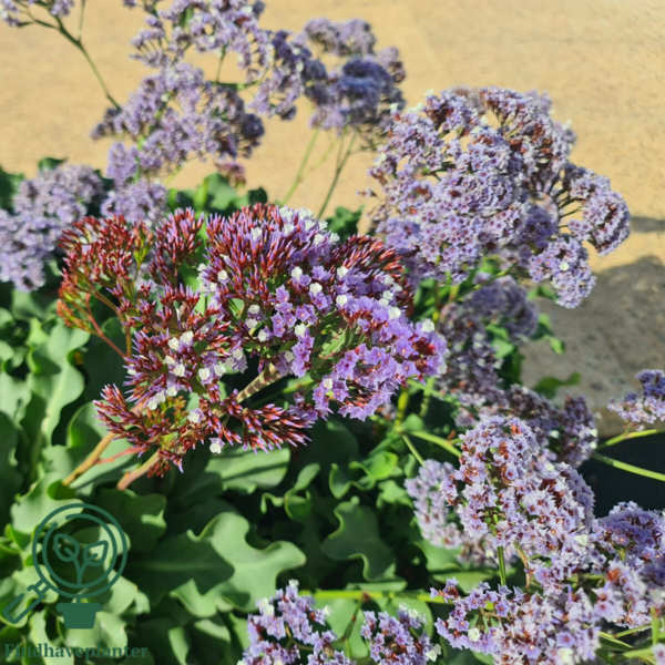 Limonium latifolium, Staude Statice