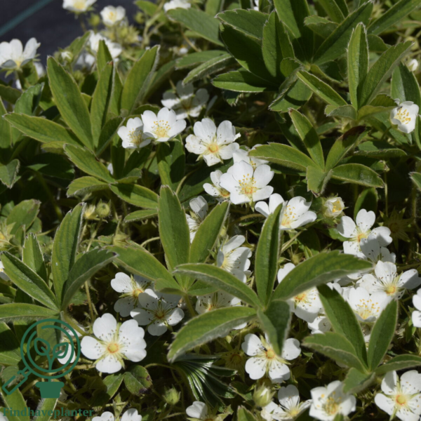 Potentilla alba, Hvid potentil