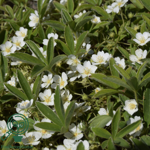 Potentilla alba, Hvid potentil