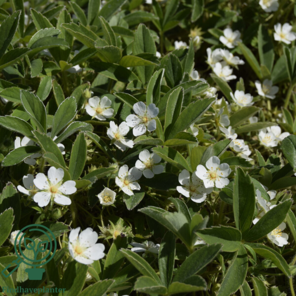 Potentilla alba, Hvid potentil