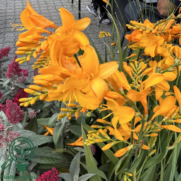 Crocosmia x crocosmiiflora 'Walbertons Yellow', Montbretia