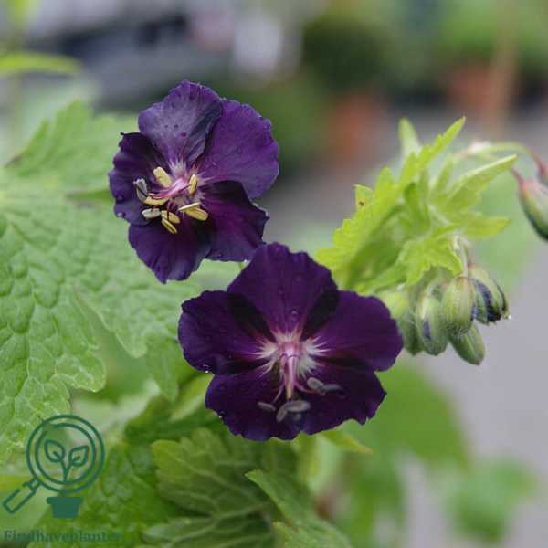 Geranium phaeum 'Raven', Storkenæb