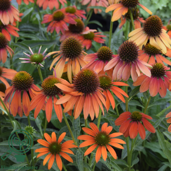Echinacea purpurea 'Lakota® Red', Solhat