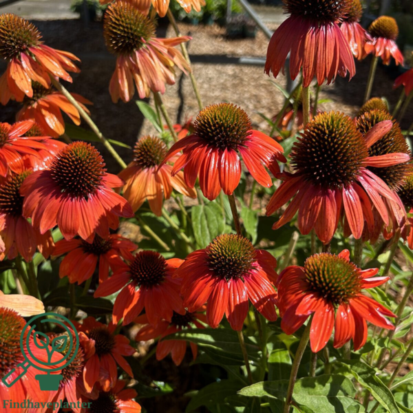 Echinacea purpurea 'Lakota® Red', Solhat