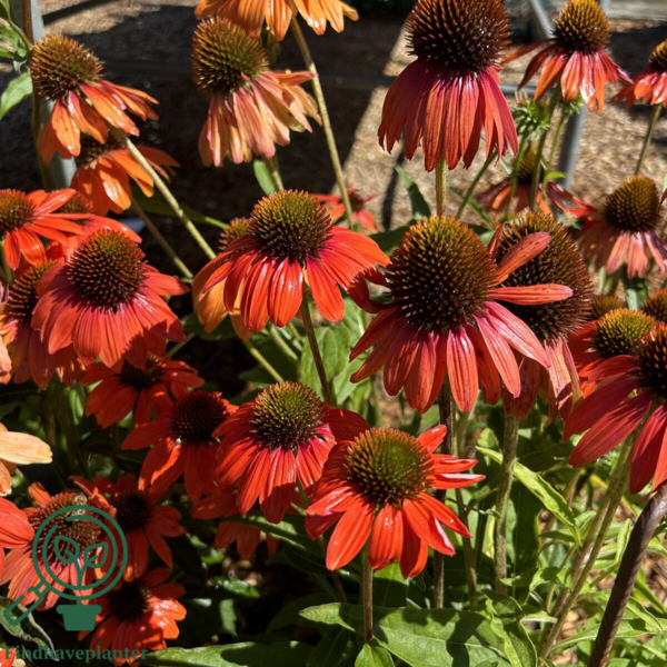 Echinacea purpurea 'Lakota® Red', Solhat