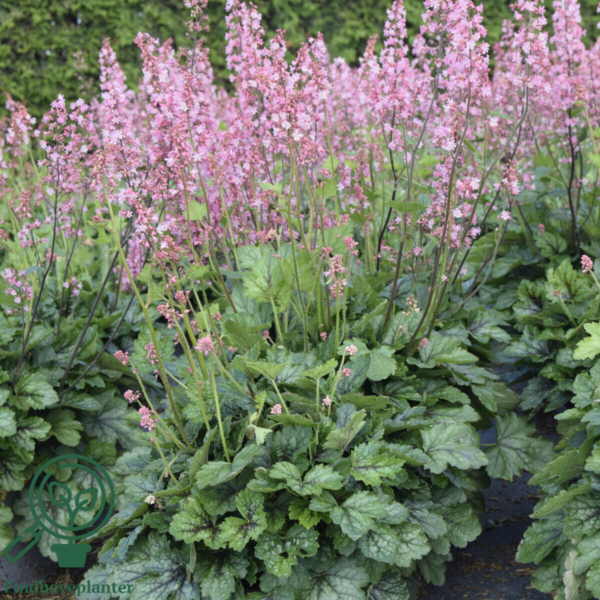 Heucherella hybrid 'Pink Revolution'®, Alunrod