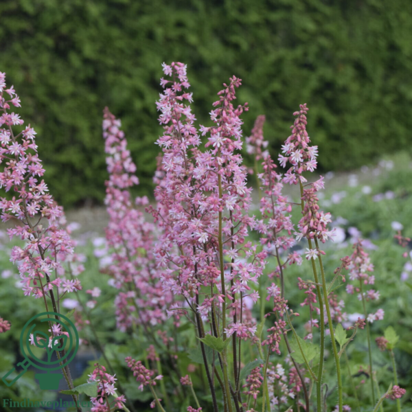Heucherella hybrid 'Pink Revolution'®, Alunrod