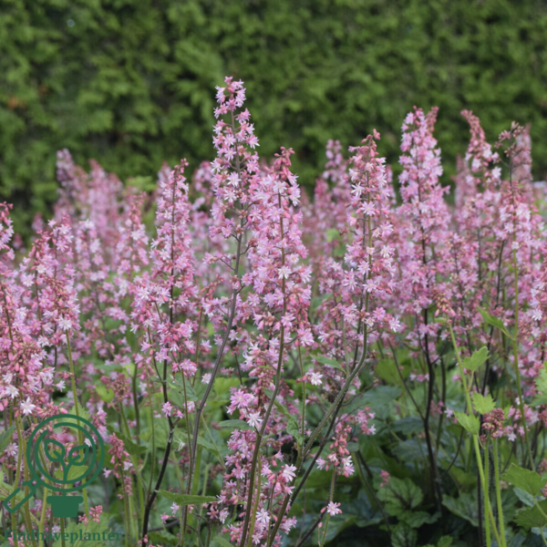 Heucherella hybrid 'Pink Revolution'®, Alunrod