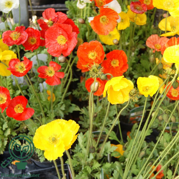 Papaver nudicaule 'Gartenzwerg', Sibirisk valmue