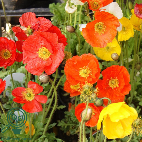 Papaver nudicaule 'Gartenzwerg', Sibirisk valmue