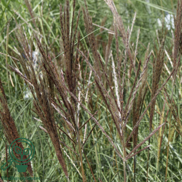 Miscanthus sinensis 'Red Chief