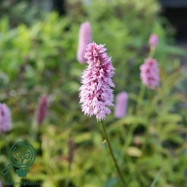 Bistorta officinalis 'Hohe Tatra', Slangeurt