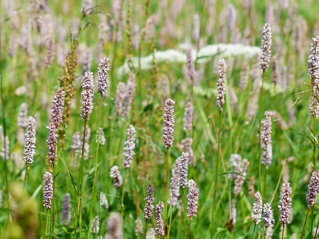 Bistorta officinalis 'Hohe Tatra', Slangeurt