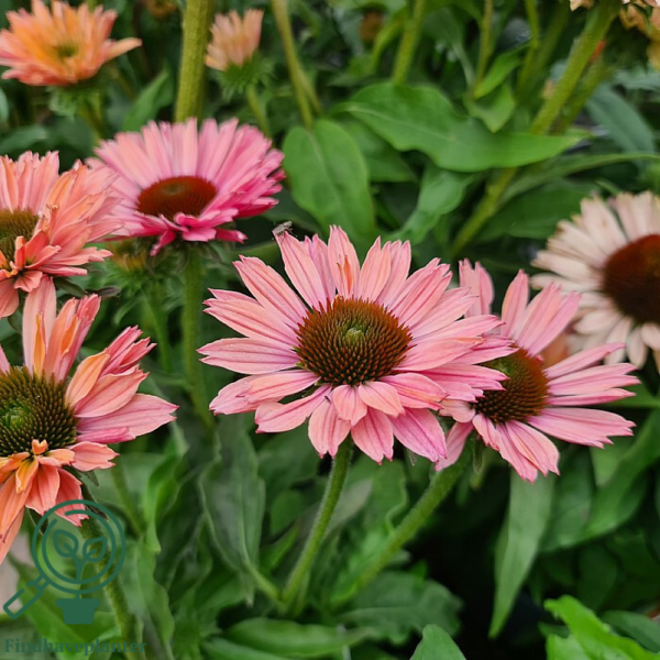 Echinacea hybrid 'SunSeekers Salmon'®, Solhat