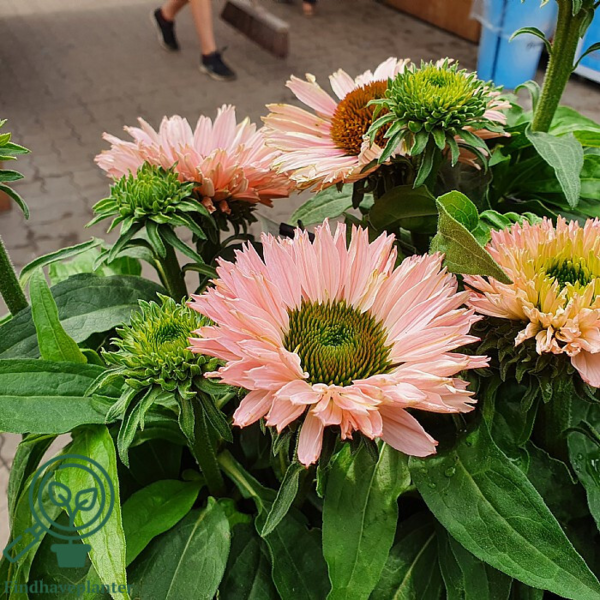 Echinacea hybrid 'SunSeekers Salmon'®, Solhat