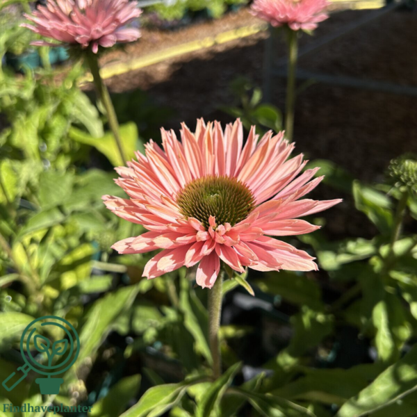 Echinacea hybrid 'SunSeekers Salmon'®, Solhat