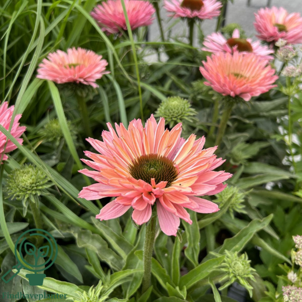 Echinacea hybrid 'SunSeekers Salmon'®, Solhat