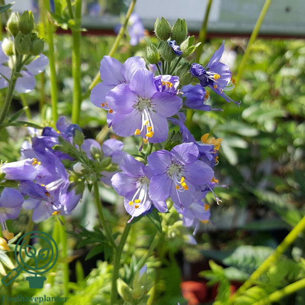 Polemonium caeruleum, Jakobsstige