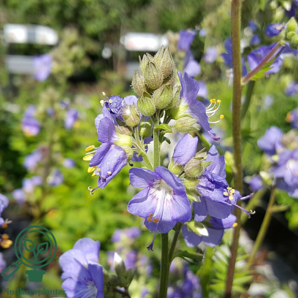 Polemonium caeruleum, Jakobsstige