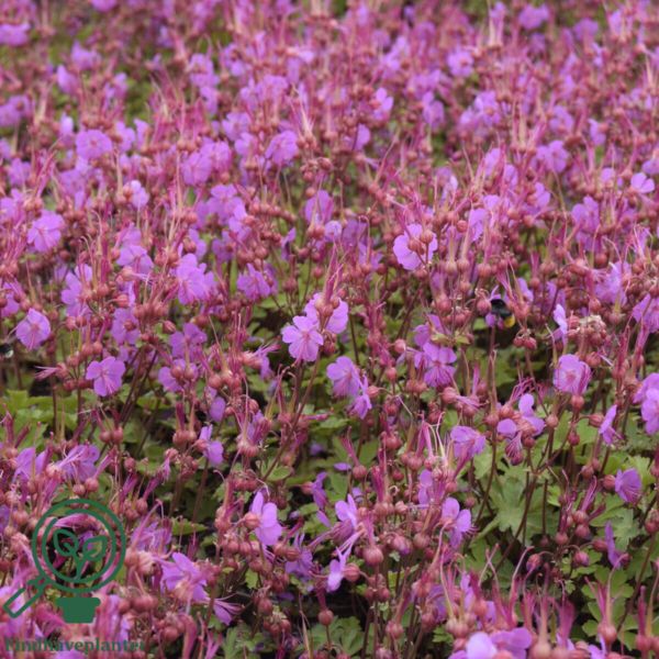 Geranium macrorrhizum 'Sandys Smile' ('Olympic Fire'®), Storkenæb