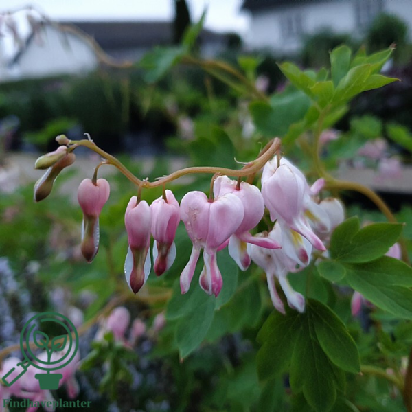 Dicentra spectabilis 'Cupid'®, Hjerteblomst