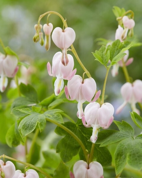 Dicentra spectabilis 'Cupid'®, Hjerteblomst