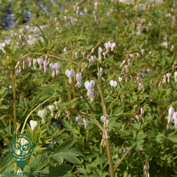 Dicentra spectabilis 'Cupid'®, Hjerteblomst