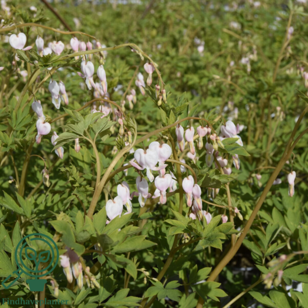 Dicentra spectabilis 'Cupid'®, Hjerteblomst