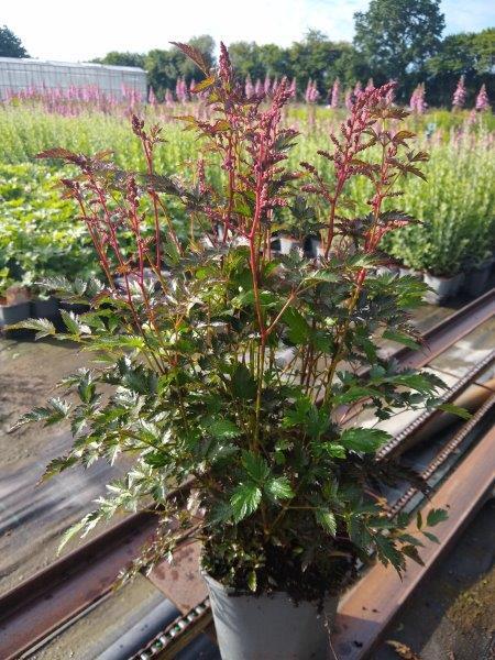Astilbe simplicifolia 'Key West' mørkt løv, Astilbe