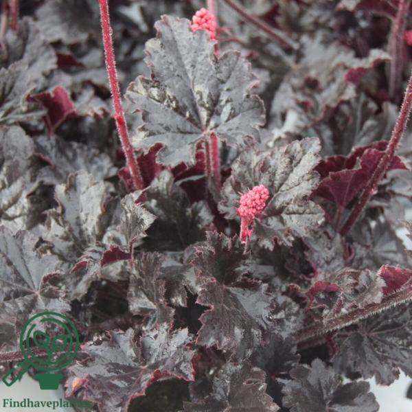 Heuchera hybrid 'Timeless Night', Alunrod