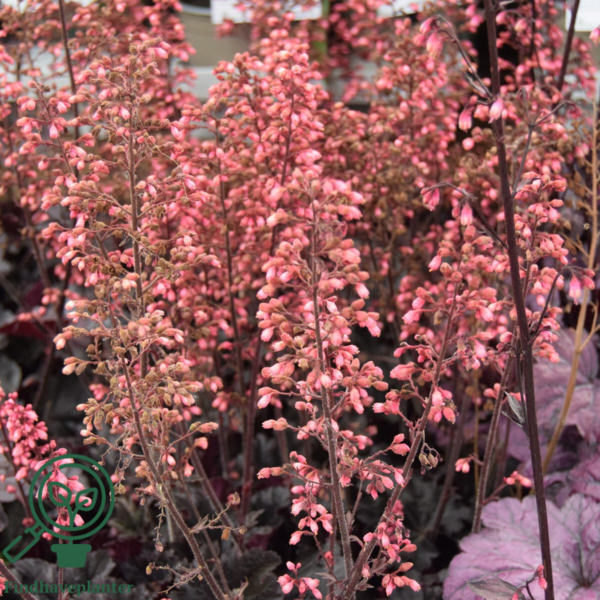 Heuchera hybrid 'Timeless Night', Alunrod
