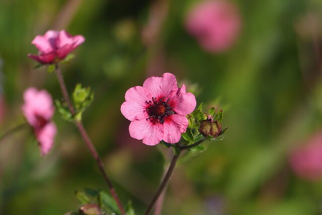 Potentilla nepalensis 'Miss Willmott', Indisk potentil