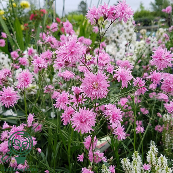 Lychnis flos-cuculi 'Petite Jenny'®, Trævlekrone